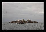 Ballestas Islands 049